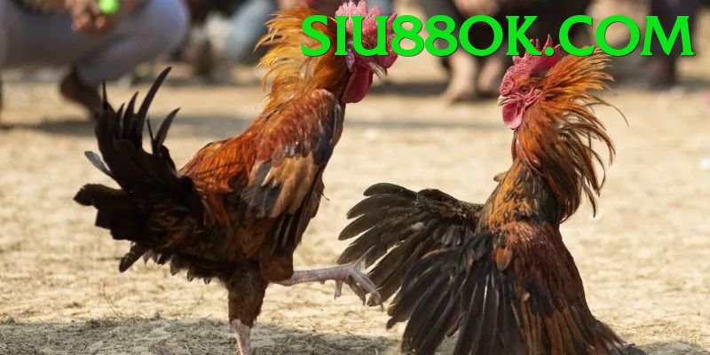 Đá Gà Trực Tiếp - siu88 - Web game